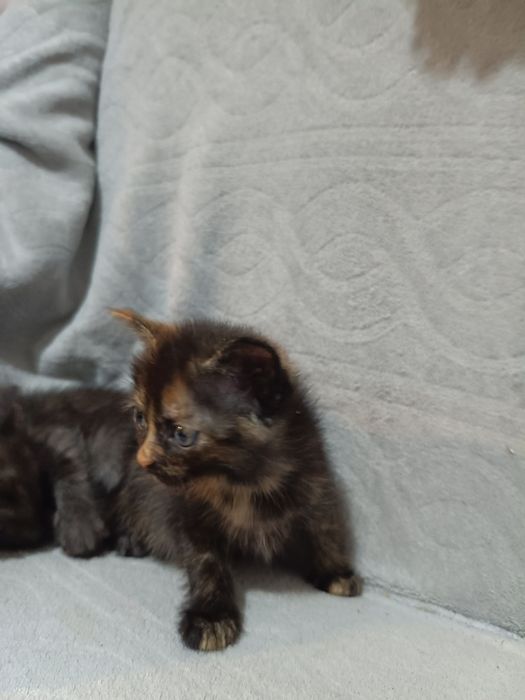 Отдам котят в добрые руки