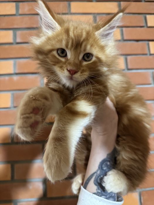 Мейн-Кун Крупный Мальчик Огненный Львенок с Гривой ,котята