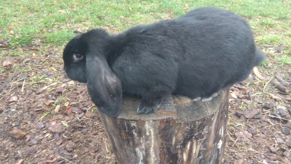 Baran francuski samice