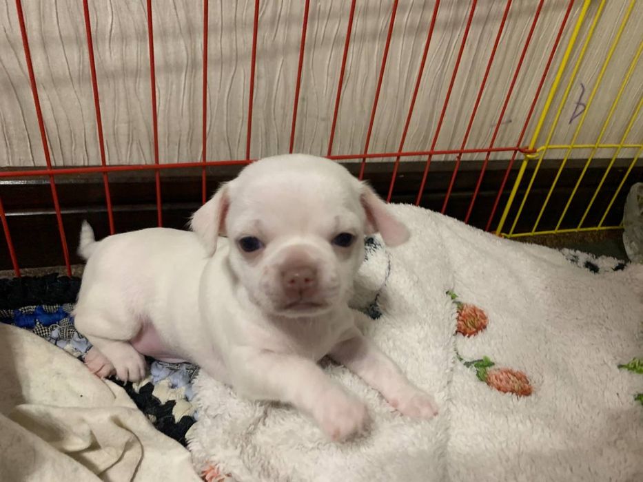 Чихуахуа мини ищет невесту, 1,5 кг