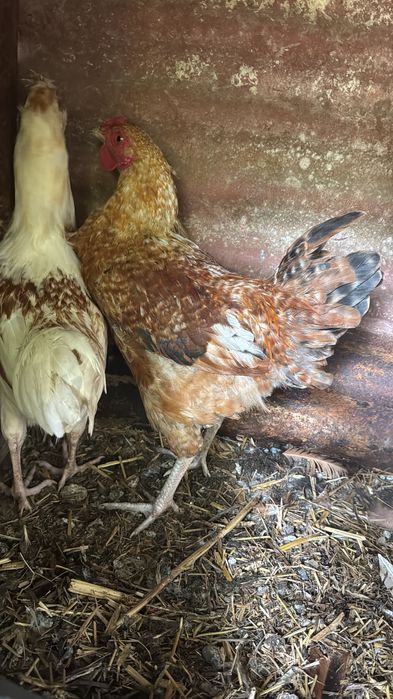 Galos de raça para venda e troca