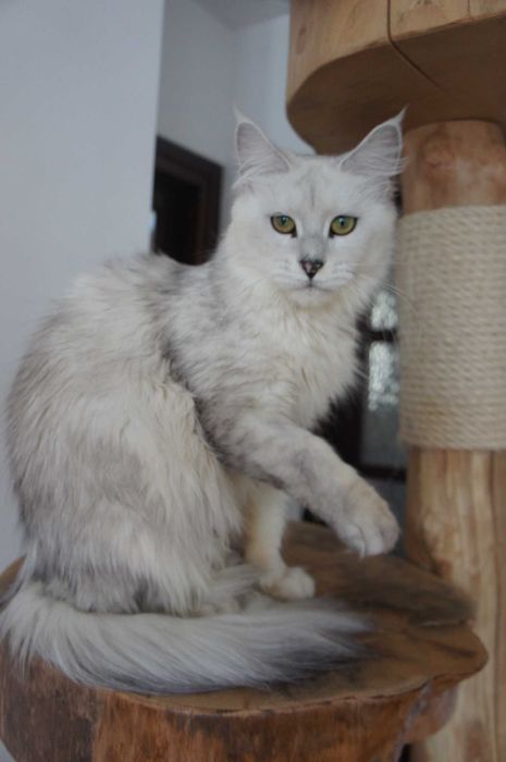 ns 11 kotka Maine Coon -1,5 roczna -miła - rodowód FPL - SHADED