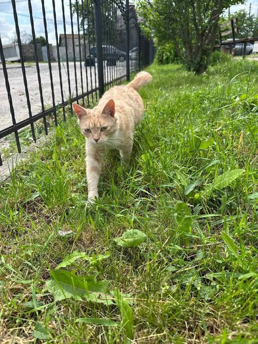 Кастрований котик шукає дім! Ручна, любить лащитися