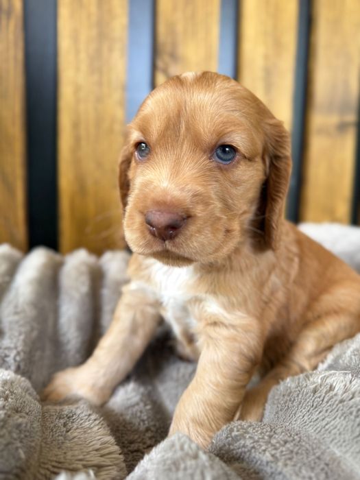 Cocker Spaniel Angielski