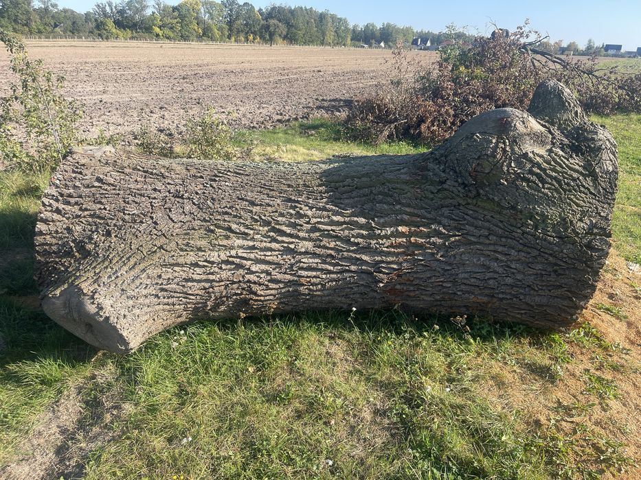 Sprzedam klode debowa