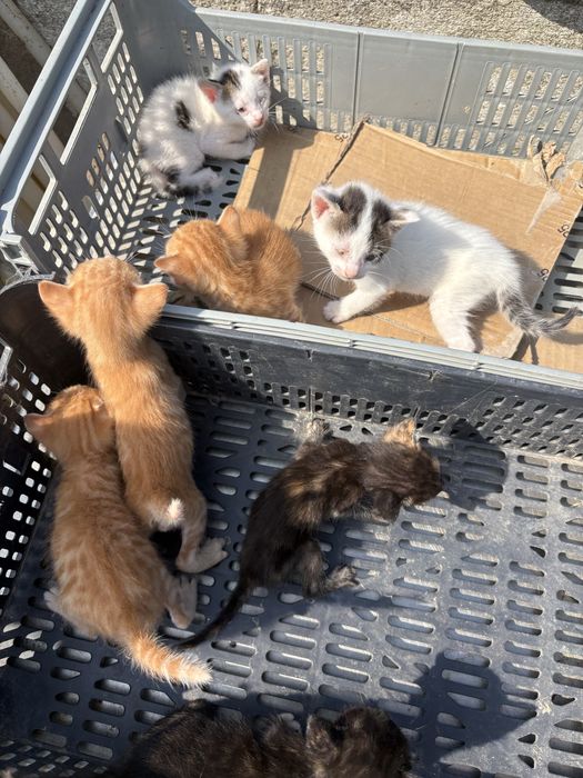 Gatinhos para doação responsavel