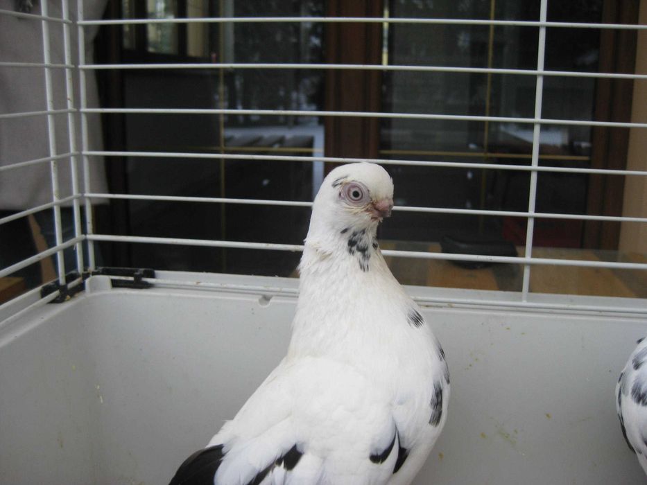 Gołębie Motyle czarne