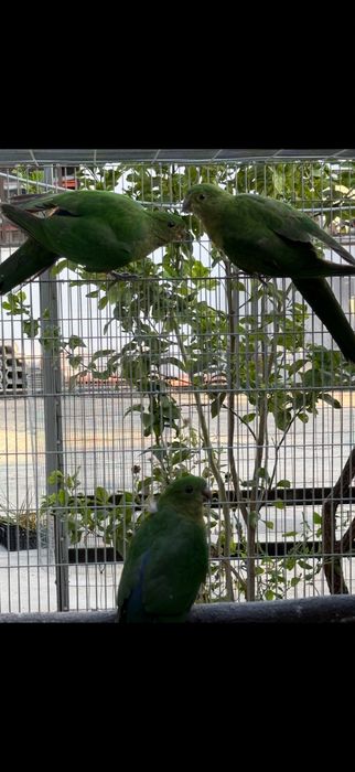 King Parrott , Derbiana , Cabeça de Ameixa