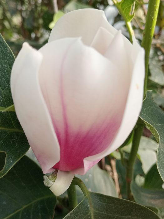 Магнолія Сенсація Дафні Рустік Альба Сетісфекшн Джені Вулкан Клеопатра