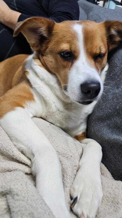 Myszka do adopcji