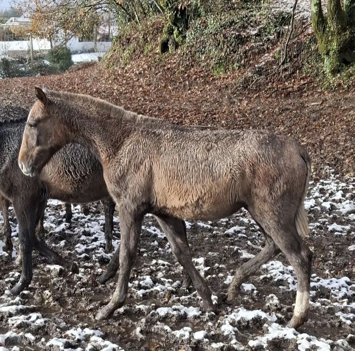 Vendo poldra PSL com 8meses