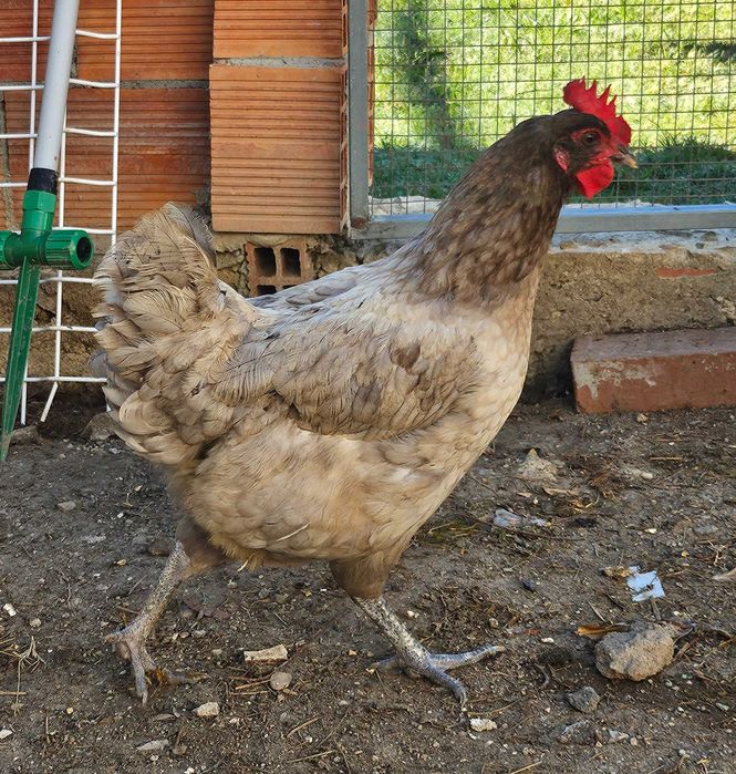 Casal Azul Australorp
