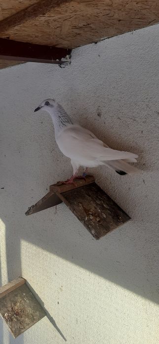 Jasna koroniata wylotka