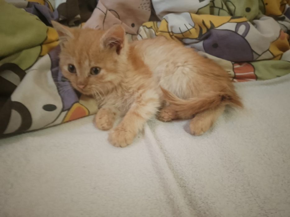 Віддам кішечку в добрі руки