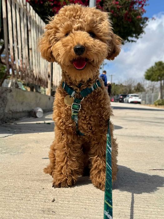 Pudel miniaturowy reproduktor z badaniami rodowód