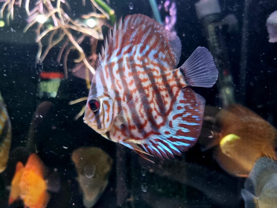 Paletka dyskowiec red turquis