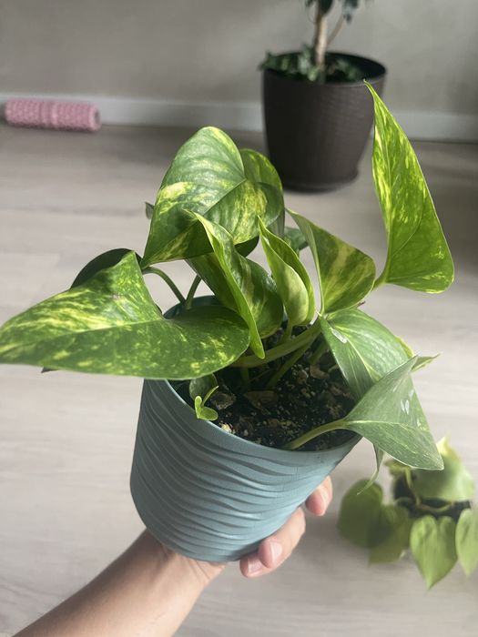 Монстера варієгатна, філодендрон, епіпремнум