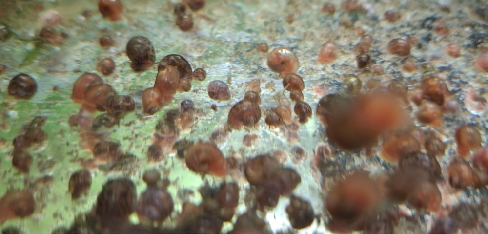 Ślimak zatoczek różowy