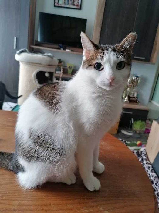 REZERWACJA Molly -śliczna spokojna młoda 2-letnia koteczka szuka domu!