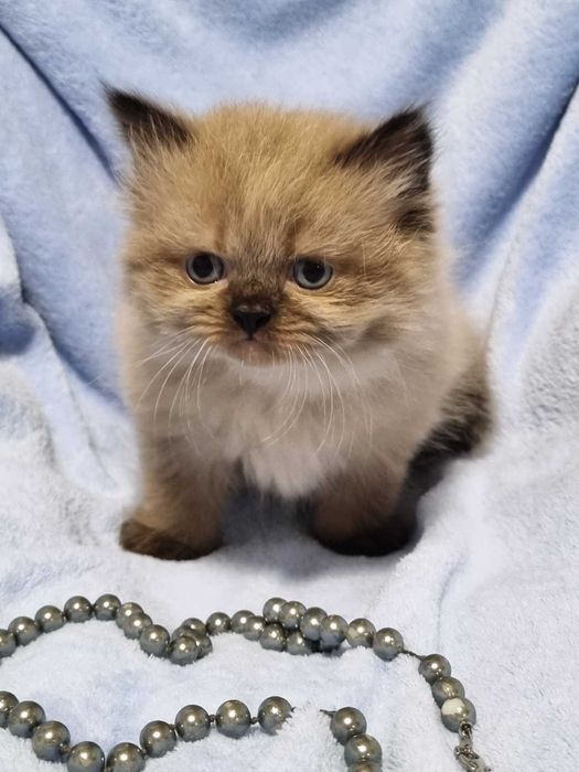 Невські маскарадні кошенята.Малюки народились 24.12.2026.Бронь