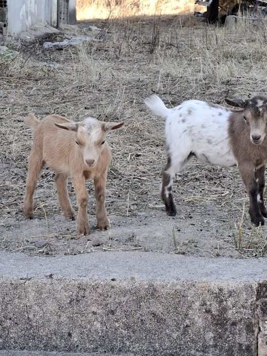 Cabras anãs para venda - Coruche
