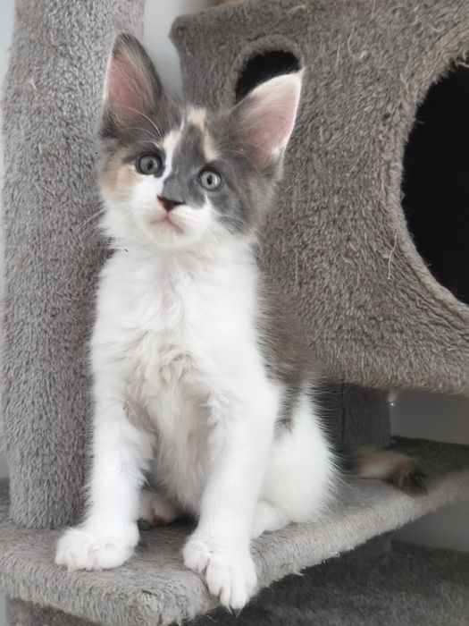 Maine Coon Mia mała dama