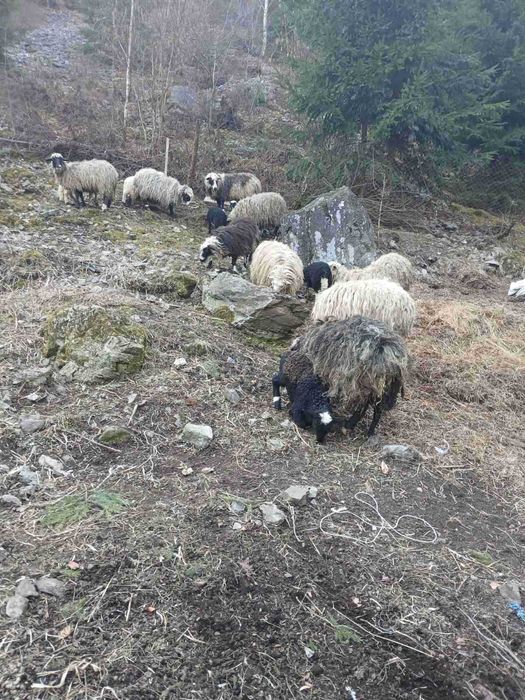 Ягнята на прожаж