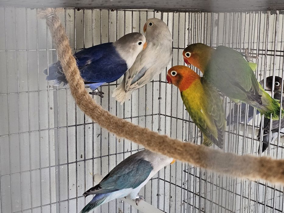 agapornis ficher e personatas