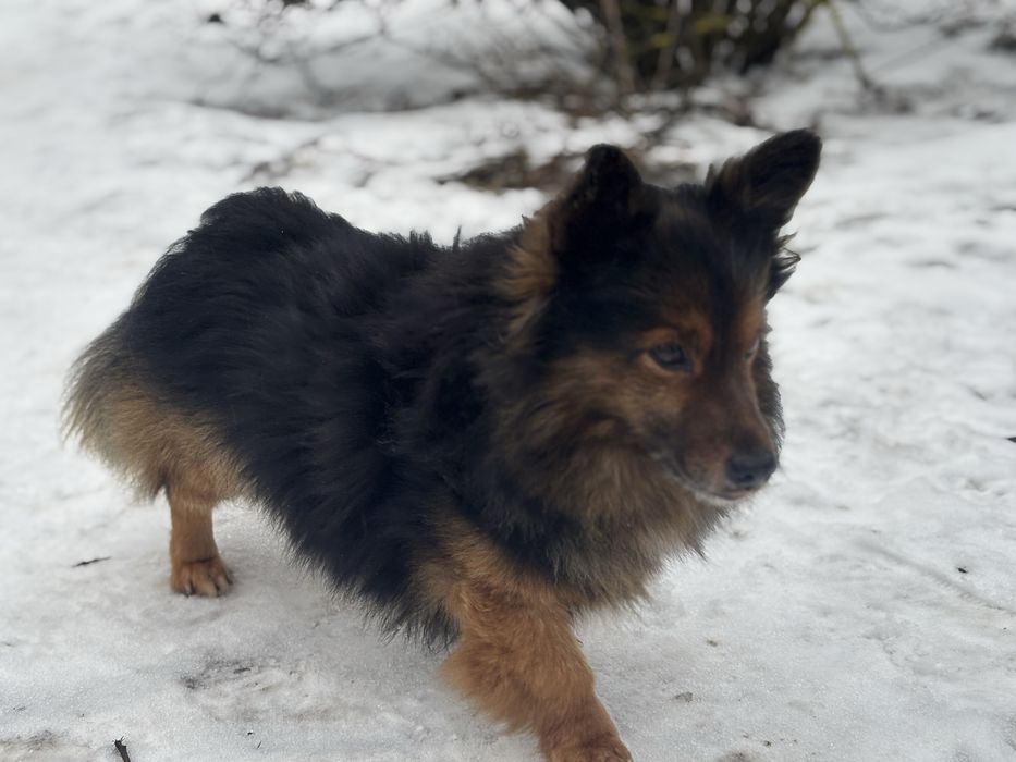 Mini owczarek niemiecki do adopcji.