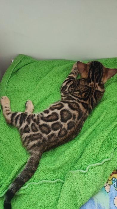 Бенгальские котята  питомник Киев.Чемпионские родители! Резерв открыт!