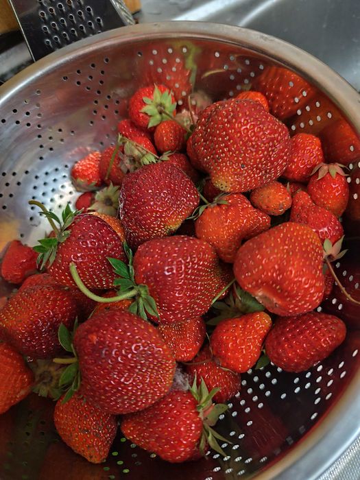 Клубника Хоней саженцы клубники  малина ремонтантная зизифус ежевика