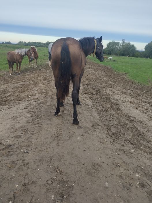 Продам гарну кобилу по великих конях