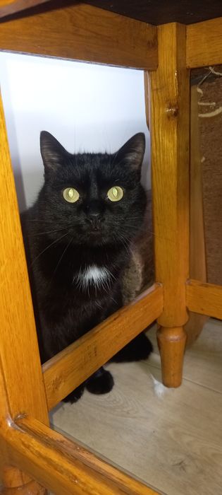 В добрі руки котик кастрований безкоштовно