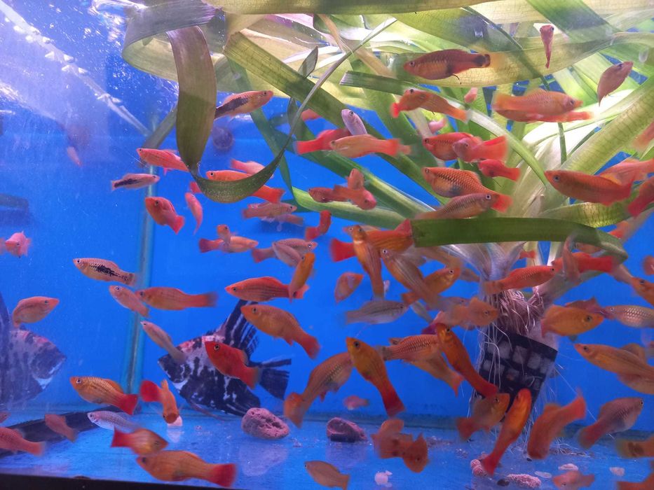 Planta de aquário em vaso XXL - Vallisneria gigantea