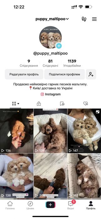 Хлопчик мальтипу F2 редбраун
