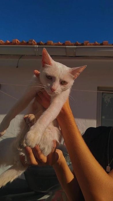 Gatinha branca para adocao