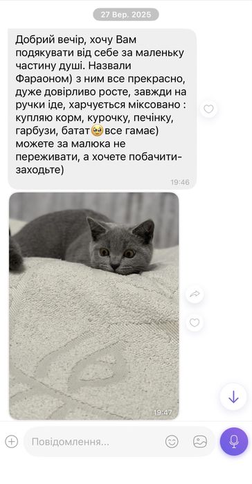 Чистокровні шотландські висловухі кошенята Scottish Fold