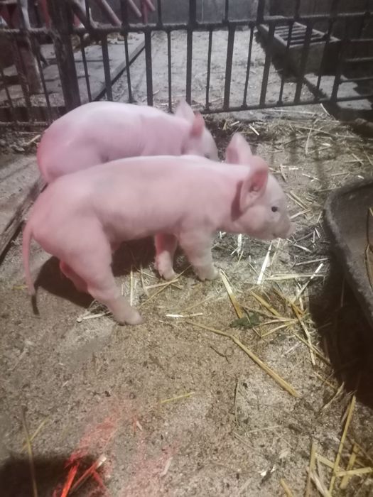 Продам малих поросят ціна вказана за 1шт