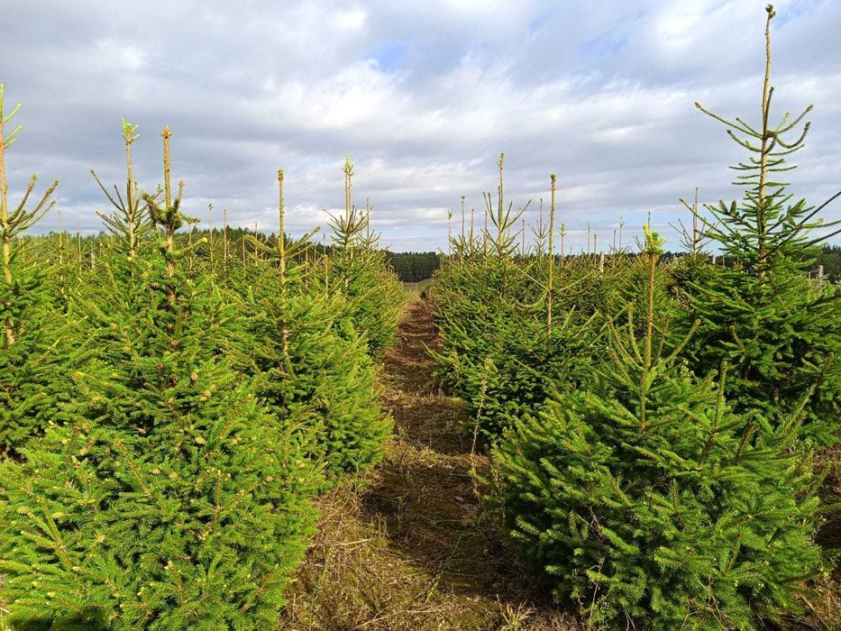 Choinki / Świerk srebrny / Świerk pospolity