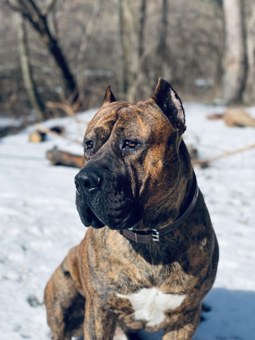 Вязка Канарский Дог Presa Canario