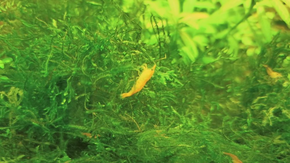 Lindos Camarões laranja Neocaridinas Orange