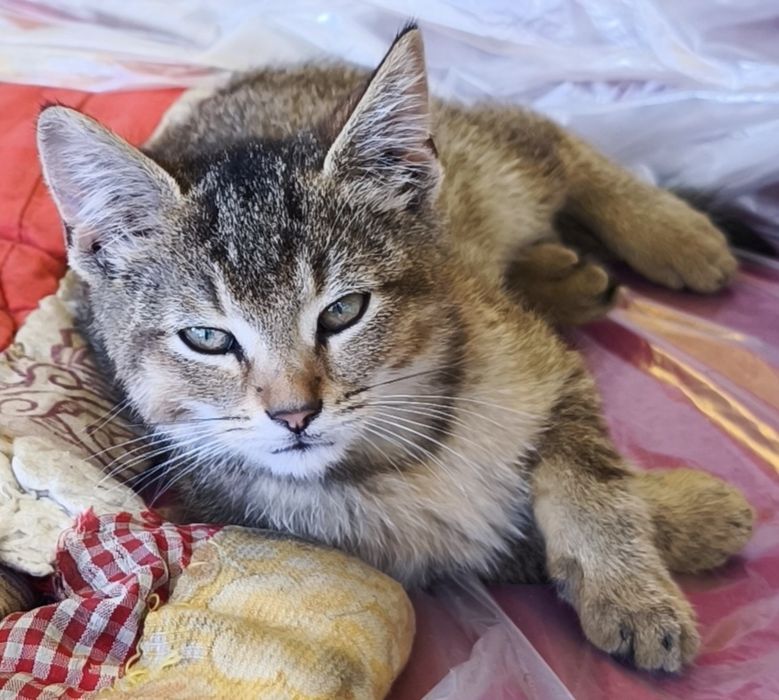 Віддам кошенят безкоштовно