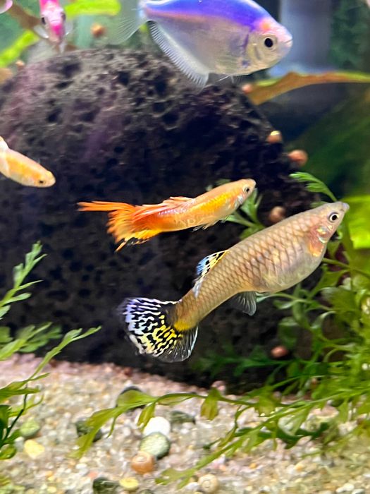 Гуппі мікс від 10шт.