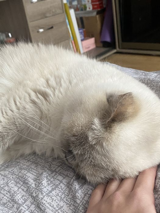 требуется вязка для милой кошечки