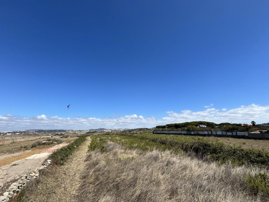 Limpeza de terrenos / corte de arvores etc…