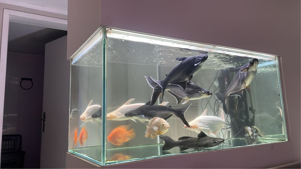 Aquario. Em bom estado