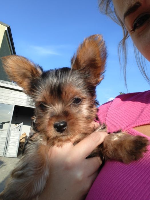 Suczka Yorkshire Terrier
