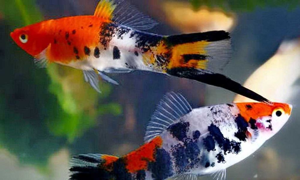 Аквариумные рыбки разных видов,живые корма.