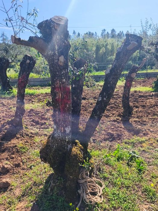 Oliveiras para jardim
