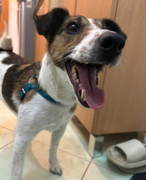 Do adopcji sunia Jack Russell Terrier!